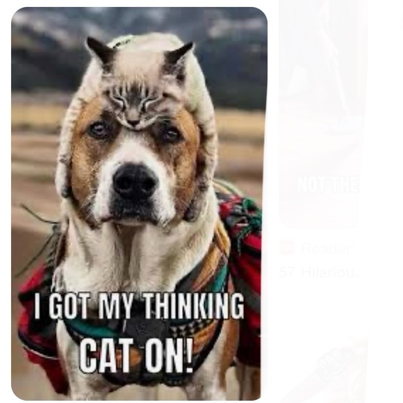 Book What is my dog thinking? The essential guide to pet behavior Gwen B… - Picture 10 of 11